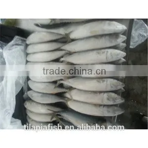Fresh Export Fresh Fish for Sale thumbnail-1