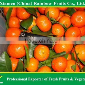 Shatang Mandarin thumbnail-3