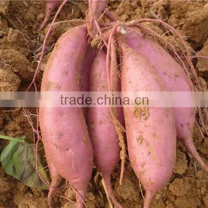 All Kinds of Sweet Potato thumbnail-1