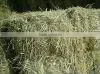 Grass Hay, Rhode Grass Hay, Hay for Animal Feeding, Dry Hay, Cattle Feed Hay thumbnail-1