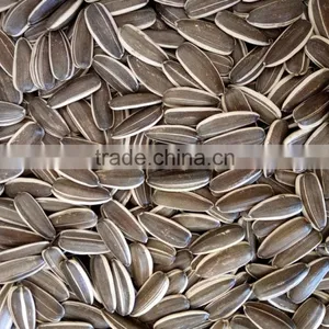 Large Size Sunflower Seeds From Inner Mongolia thumbnail-3