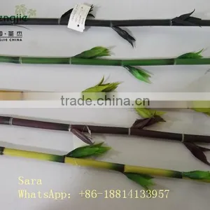 Indoor Foliage, Dracaena Sanderiana,Lucky Bamboo thumbnail-2