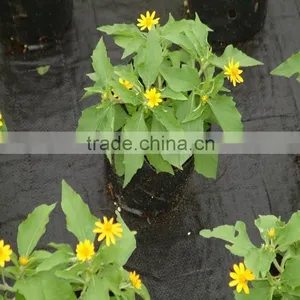 Plastic Ground Cover for Controlling Weed thumbnail-6
