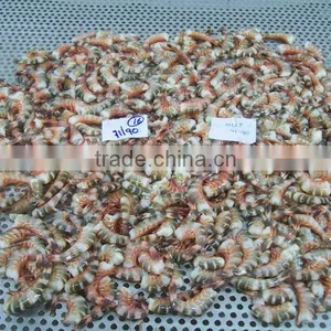 Cat Tiger Shrimps thumbnail-1