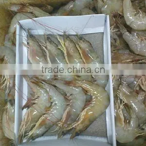 Vannamei Shrimp thumbnail-1