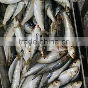 Frozen Sardine For Bait thumbnail-1