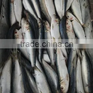 FROZEN WHOLE ROUND SARDINE SEAFOOD FOR SALE thumbnail-4