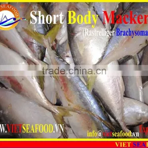 FROZEN SHORT BODY MACKEREL W/R thumbnail-3