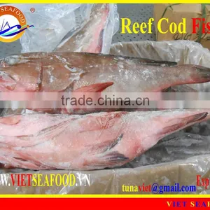 FROZEN WHOLE ROUND REEF COD FISH thumbnail-1