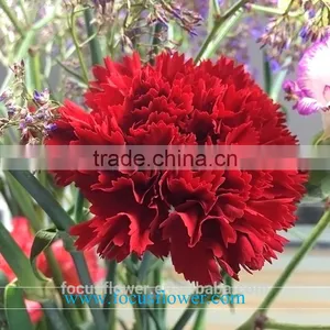 Decorative Flowers Mastor Carnation Flower High Grade Fresh Cut Flowers Wholesale From China Supplier thumbnail-1
