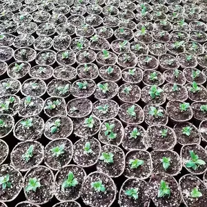 Semi-Automatic Paper Pulp Seedling Tray, 40 Cells,72 Cell Molded Fiber,degradable thumbnail-2