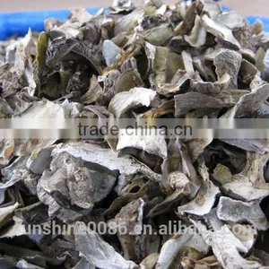 Dried Boletus Comestible Wild Porcini thumbnail-6