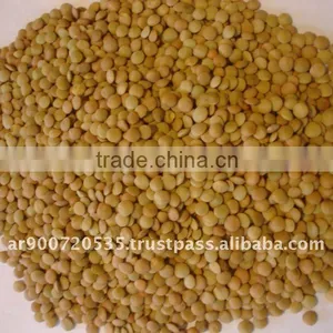 Lentils thumbnail-1