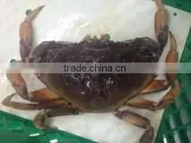 Live Dungeness Crab thumbnail-1