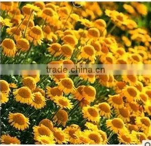 Golden Camomile , Anthemis Tinctoria Linn.,flower Seed,herb Seed,vegetalbe Seed,fruit Seed,grass Seed thumbnail-6