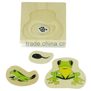 Physics Teaching Aids Model Development of Frog thumbnail-1
