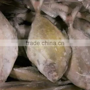 Frozen Black Pomfret Whole Round thumbnail-2