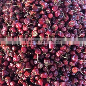 Round Red Chille Pepper thumbnail-1