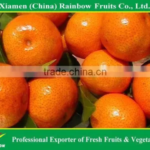 Fresh Satsuma Mandarin thumbnail-1