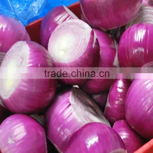 Fresh Onion Supplier Manufacturer thumbnail-6