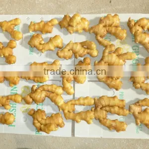 High Quality Fresh Ginger thumbnail-2