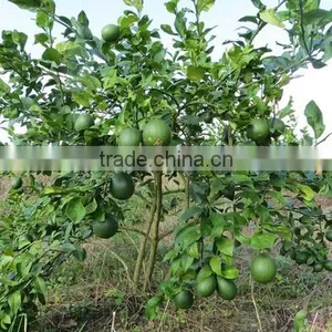 Fresh Gree Yellow Lemon Tree Seedling thumbnail-5