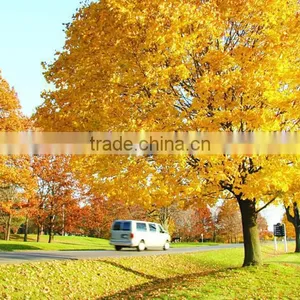 Sugar Maple Seedling thumbnail-2