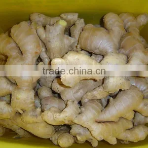 Good Quality Chinese Organic Ginger thumbnail-2