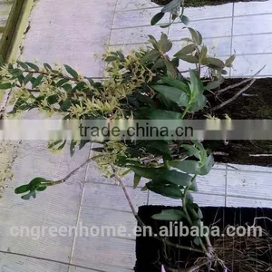 Dendrobium Offcinale Flask thumbnail-5