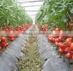 Banana And Tomato Binding Twine Spool Windering Machine thumbnail-5