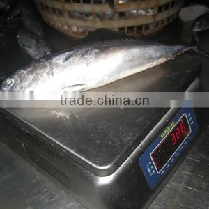 Frozen Bonito Whole Round 300-500g thumbnail-1