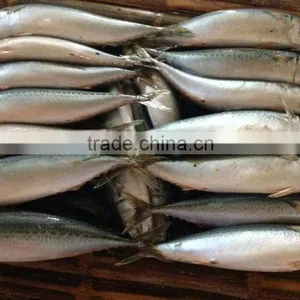 Frozen Fish Frozen Pacific Mackerel thumbnail-2