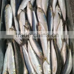 Frozen Sardine Fish thumbnail-1