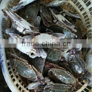 Frozen Whole Blue Swimming Crab thumbnail-1