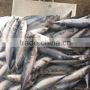 Land Frozen 80-150g Pacific Mackerel thumbnail-1