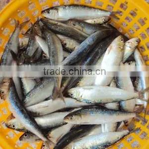 Frozen Whole Round Sardine for Tuna Bait thumbnail-2