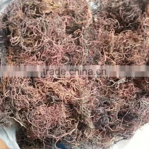 GRACILARIA thumbnail-5