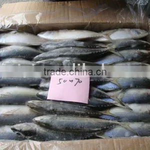 50-70 Pcs/ctn Frozen Indian Mackerel(52pcs ) thumbnail-1