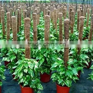 Coconut Pole for Plants & Flowers & PVC Bamboo Pole for Decorative thumbnail-5