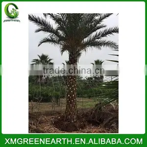 Phoenix Sylvestris Palms Trunk 4m thumbnail-2