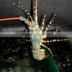 Live Flower Lobster (Panulirus Ornatus) and Mud Crab (Scylla Serrata), Live Tiger Prawn and Other Live Seafoods thumbnail-1