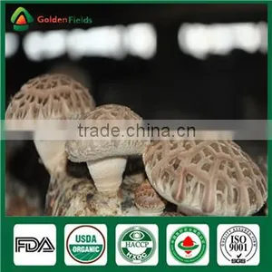 Wholesale Supplier Fresh Dried Edibal Shiitake Mushroom Cultivation Growing Kit Log Spawn thumbnail-5