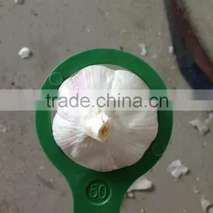 FRESH GARLIC thumbnail-1