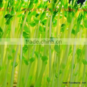 Healthy Automatic Green Bean Sprouting Machine for Sale thumbnail-1