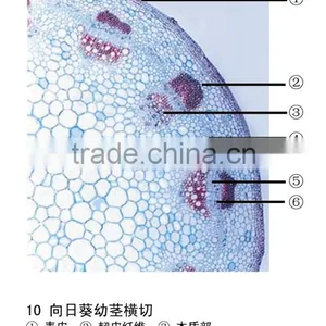 Microslide Zea Mays,Indonesia Microscope Glass Slide thumbnail-2