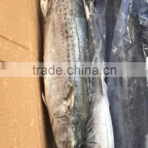 Sea Frozen Fresh Spanish Mackerel For Sale thumbnail-2