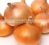 Fresh Onion thumbnail-2