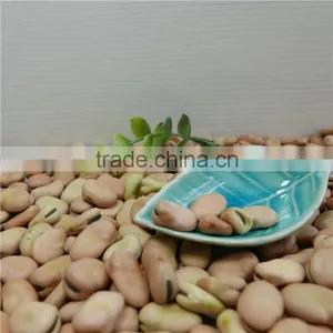 High Quality Dry Broad Beans / Faba Beans / Fava Beans Seed for Cannery thumbnail-6