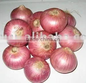 Fresh Onion thumbnail-1