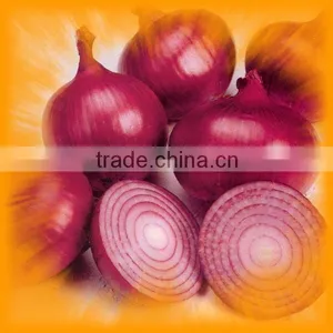 Red Onion thumbnail-1